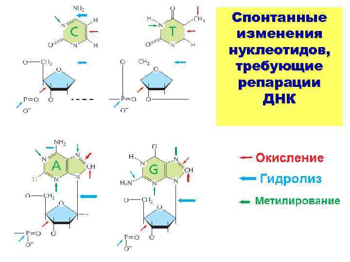 Спонтанные изменения нуклеотидов, требующие репарации ДНК 