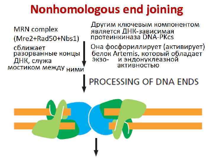 Nonhomologous end joining 