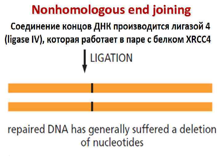 Nonhomologous end joining 