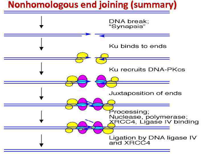 Nonhomologous end joining (summary) 