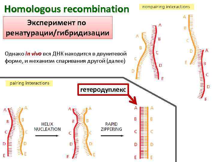 Homologous recombination Эксперимент по ренатурации/гибридизации Однако in vivo вся ДНК находится в двунитевой форме,