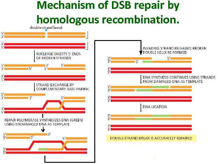 Mechanism of DSB repair by homologous recombination. 