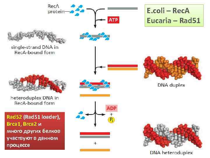 E. coli – Rec. A Eucaria – Rad 51 Rad 52 (Rad 51 loader),