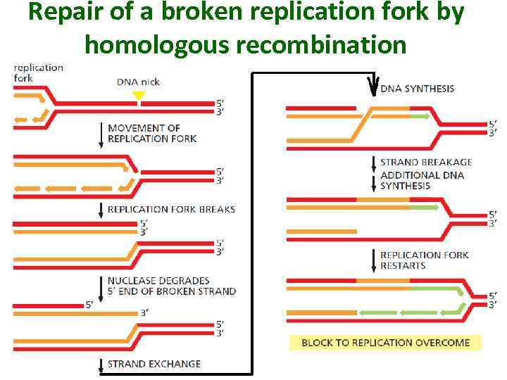 Repair of a broken replication fork by homologous recombination 