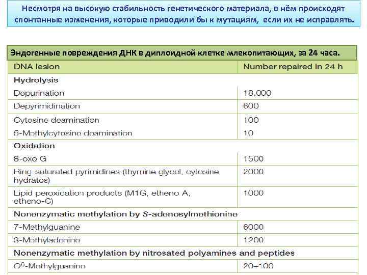Несмотря на высокую стабильность генетического материала, в нём происходят спонтанные изменения, которые приводили бы