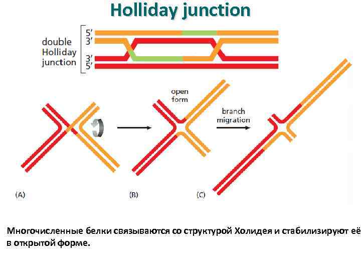 Holliday junction Многочисленные белки связываются со структурой Холидея и стабилизируют её в открытой форме.