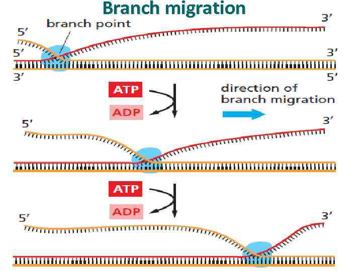 Branch migration 