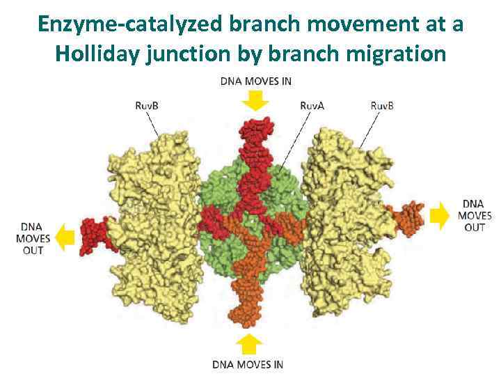 Enzyme-catalyzed branch movement at a Holliday junction by branch migration 