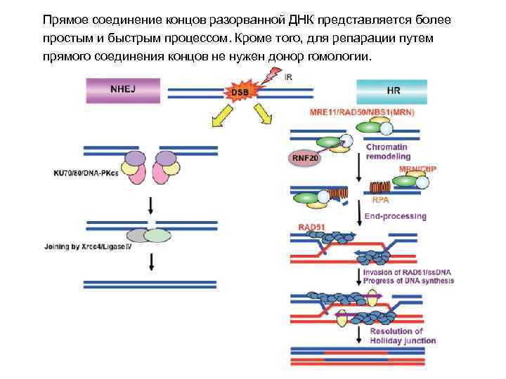 Прямое соединение концов разорванной ДНК представляется более простым и быстрым процессом. Кроме того, для