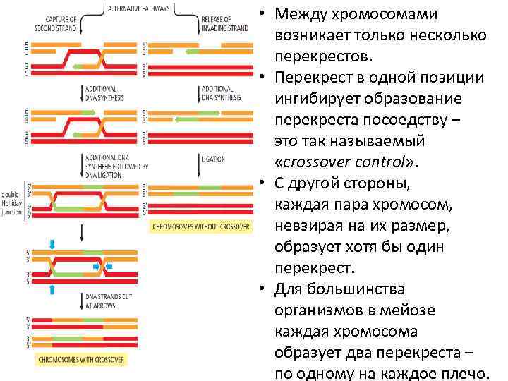  • Между хромосомами возникает только несколько перекрестов. • Перекрест в одной позиции ингибирует