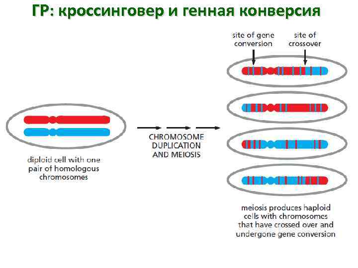 ГР: кроссинговер и генная конверсия 