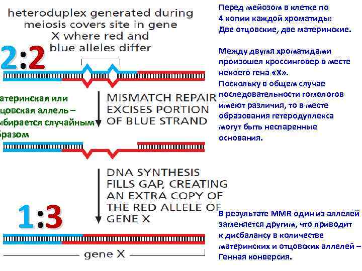 2: 2 атеринская или тцовская аллель – ыбирается случайным бразом 1: 3 Перед мейозом