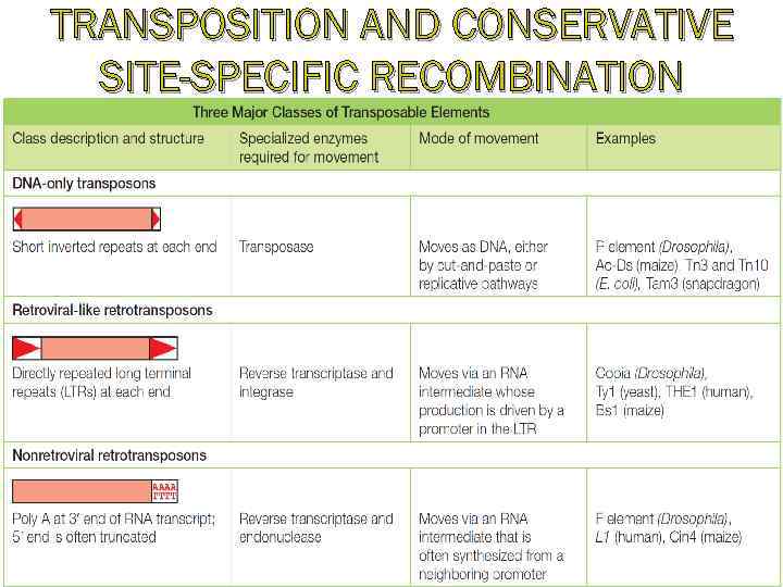 TRANSPOSITION AND CONSERVATIVE SITE-SPECIFIC RECOMBINATION 