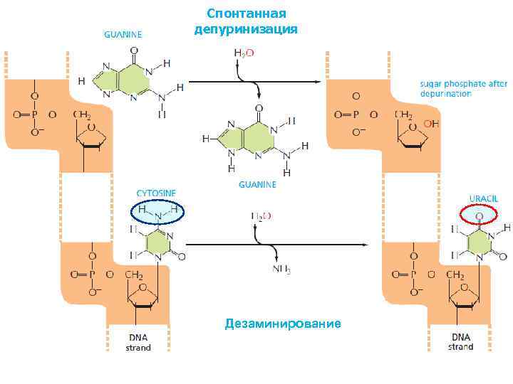 Спонтанная депуринизация Дезаминирование 