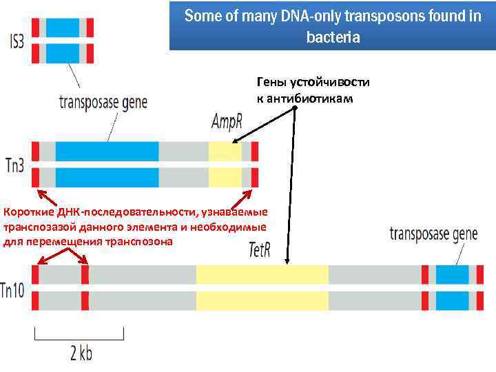 Some of many DNA-only transposons found in bacteria Гены устойчивости к антибиотикам Короткие ДНК-последовательности,