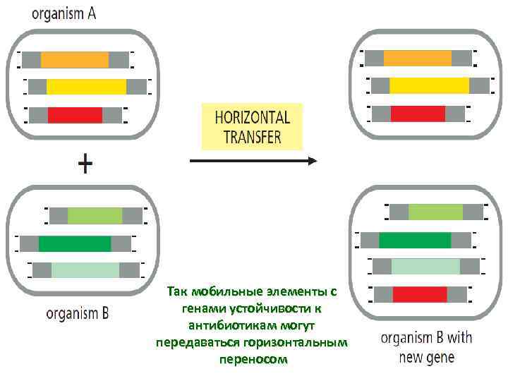 Так мобильные элементы с генами устойчивости к антибиотикам могут передаваться горизонтальным переносом 