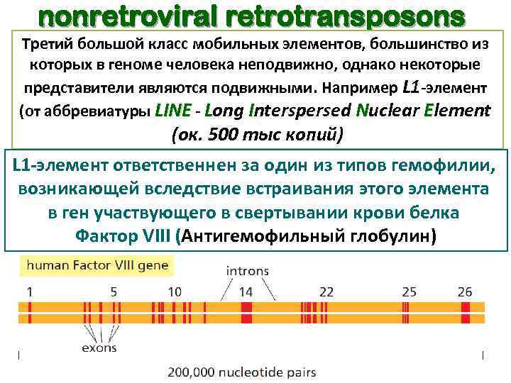 nonretroviral retrotransposons Третий большой класс мобильных элементов, большинство из которых в геноме человека неподвижно,