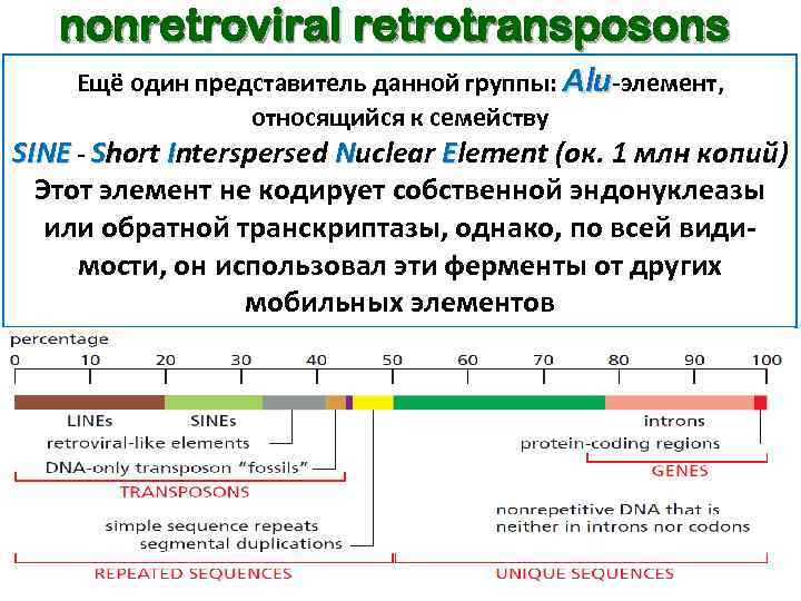 nonretroviral retrotransposons Ещё один представитель данной группы: Alu-элемент, относящийся к семейству SINE - Short