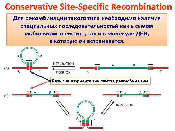 Conservative Site-Specific Recombination Для рекомбинации такого типа необходимо наличие специальных последовательностей как в самом