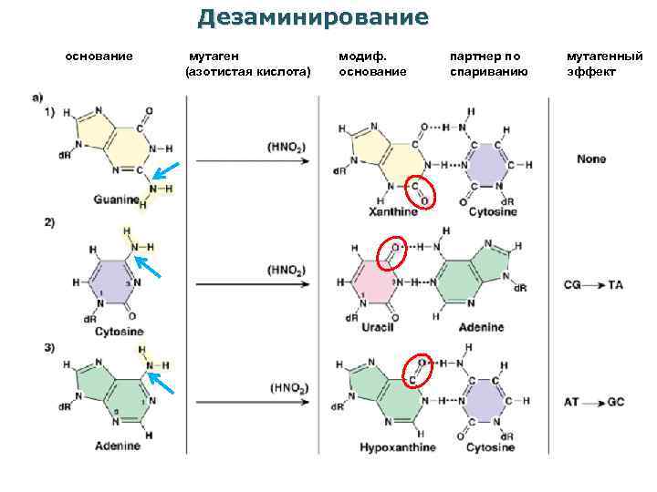 Дезаминирование основание мутаген (азотистая кислота) модиф. основание партнер по спариванию мутагенный эффект 