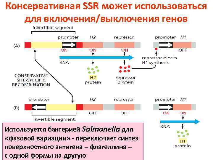 Консервативная SSR может использоваться для включения/выключения генов Используется бактерией Salmonella для «фазовой вариации» -