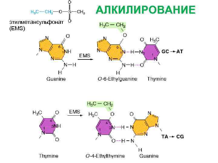 АЛКИЛИРОВАНИЕ этилметансульфонат (EMS) 