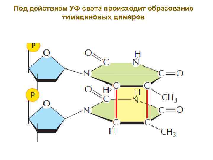 Под действием УФ света происходит образование тимидиновых димеров 