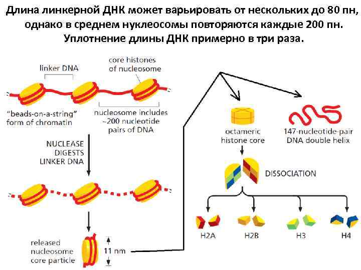 Длина линкерной ДНК может варьировать от нескольких до 80 пн, однако в среднем нуклеосомы