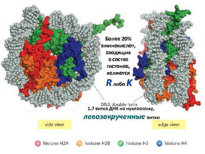 Более 20% аминокислот, входящих в состав гистонов, являются R либо K 1. 7 витка