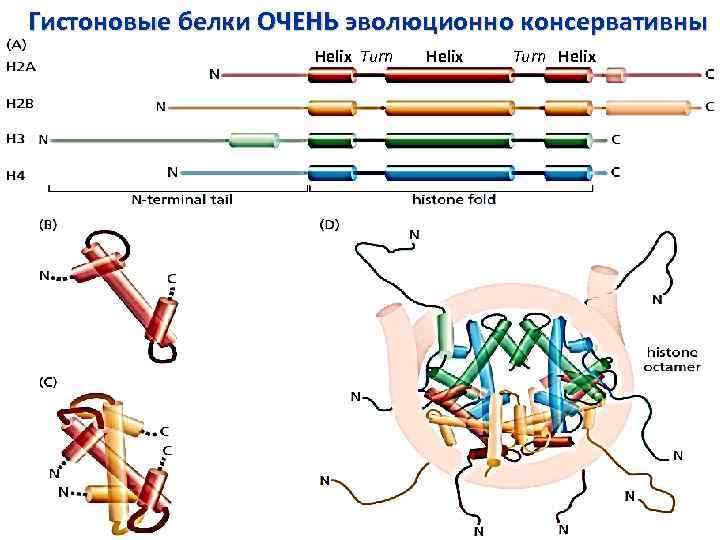 Гистоновые белки ОЧЕНЬ эволюционно консервативны Helix Turn Helix 