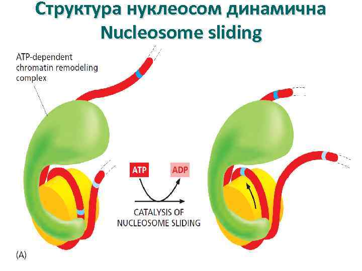 Структура нуклеосом динамична Nucleosome sliding 