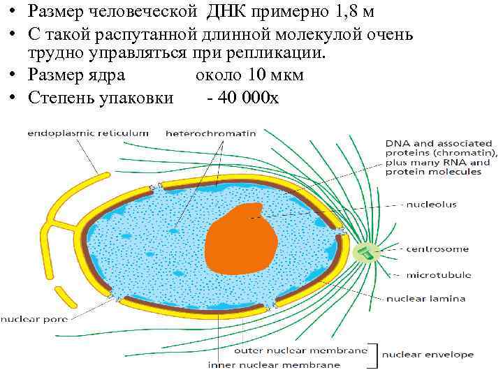  • Размер человеческой ДНК примерно 1, 8 м • С такой распутанной длинной