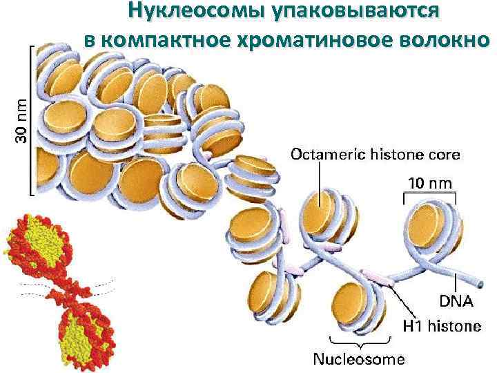 Нуклеосомы упаковываются в компактное хроматиновое волокно 