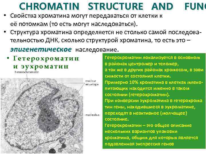 CHROMATIN STRUCTURE AND FUNC • Свойства хроматина могут передаваться от клетки к её потомкам