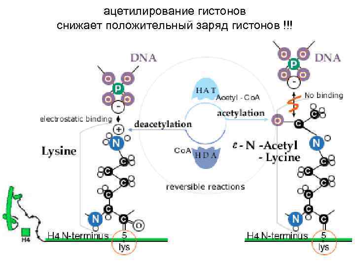 ацетилирование гистонов снижает положительный заряд гистонов !!! 