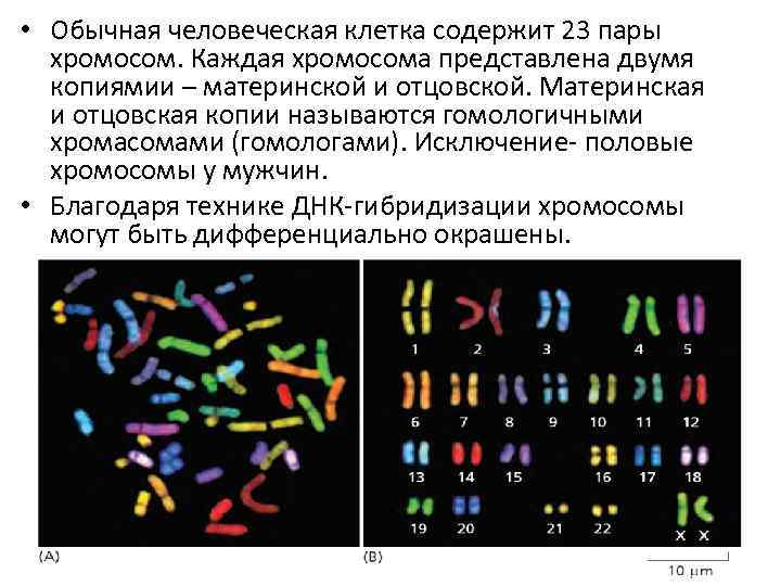  • Обычная человеческая клетка содержит 23 пары хромосом. Каждая хромосома представлена двумя копиямии