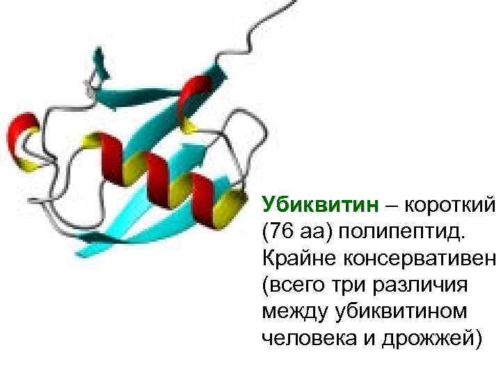 Убиквитин – короткий (76 аа) полипептид. Крайне консервативен (всего три различия между убиквитином человека