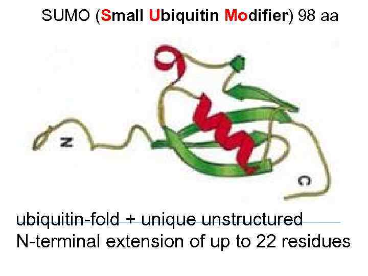 SUMO (Small Ubiquitin Modifier) 98 аа ubiquitin-fold + unique unstructured N-terminal extension of up