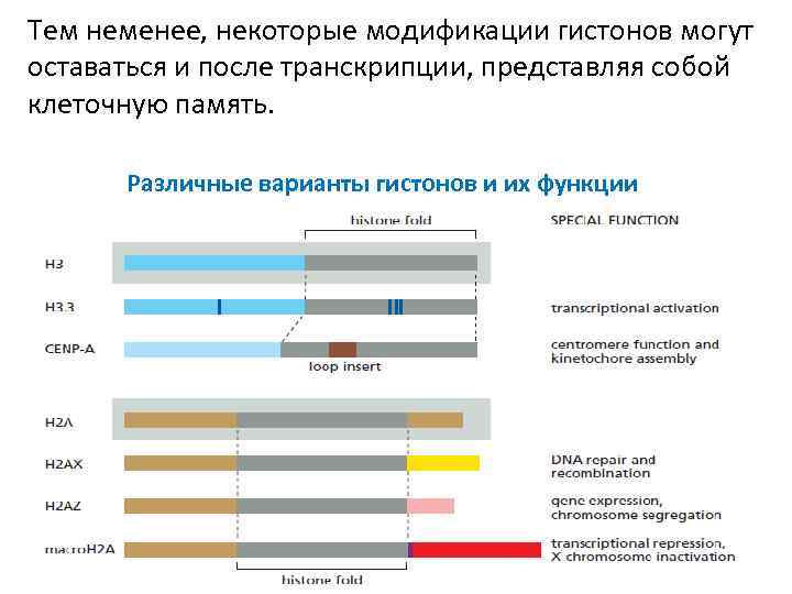 Тем неменее, некоторые модификации гистонов могут оставаться и после транскрипции, представляя собой клеточную память.