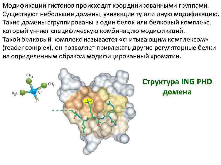 Модификации гистонов происходят координированными группами. Существуют небольшие домены, узнающие ту или иную модификацию. Такие