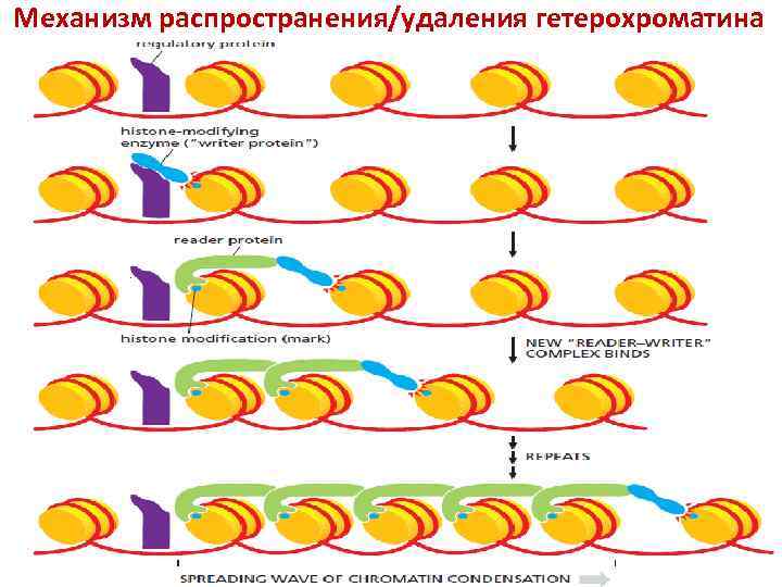 Механизм распространения/удаления гетерохроматина 