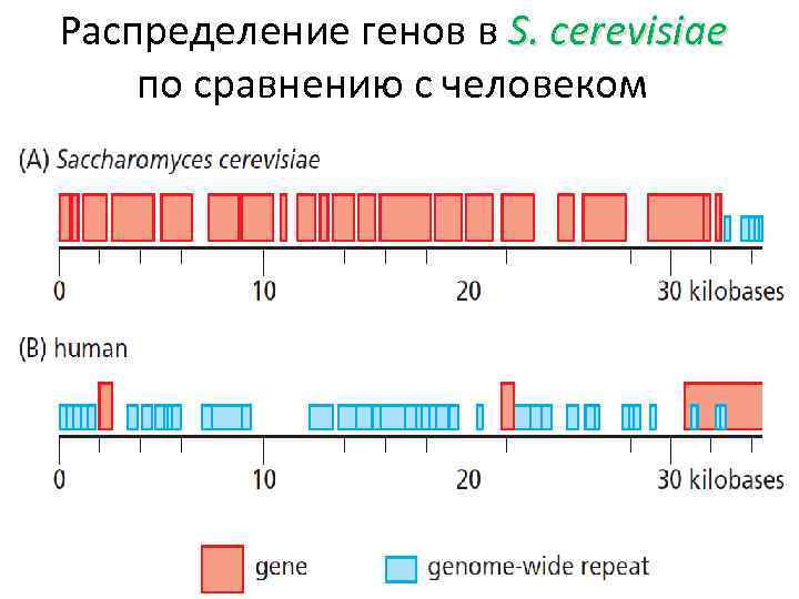 Распределение генов в S. cerevisiae по сравнению с человеком 