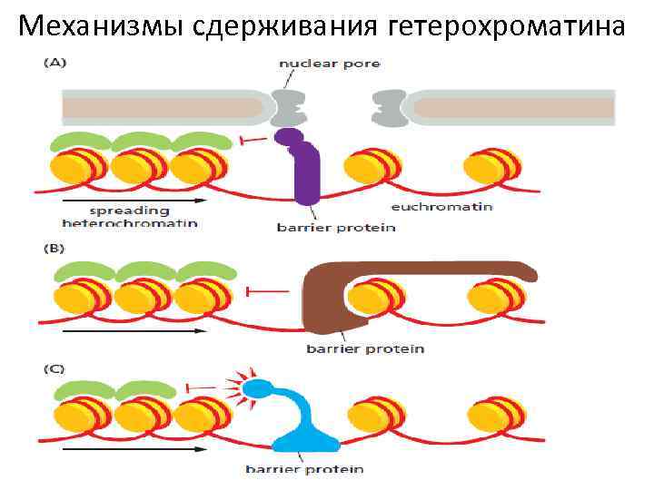 Механизмы сдерживания гетерохроматина 