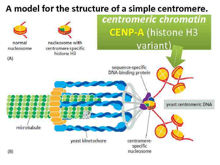 A model for the structure of a simple centromere. centromeric chromatin CENP-A (histone H