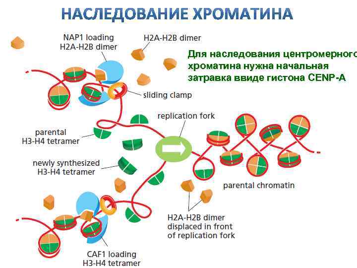 Для наследования центромерного хроматина нужна начальная затравка ввиде гистона CENP-A 