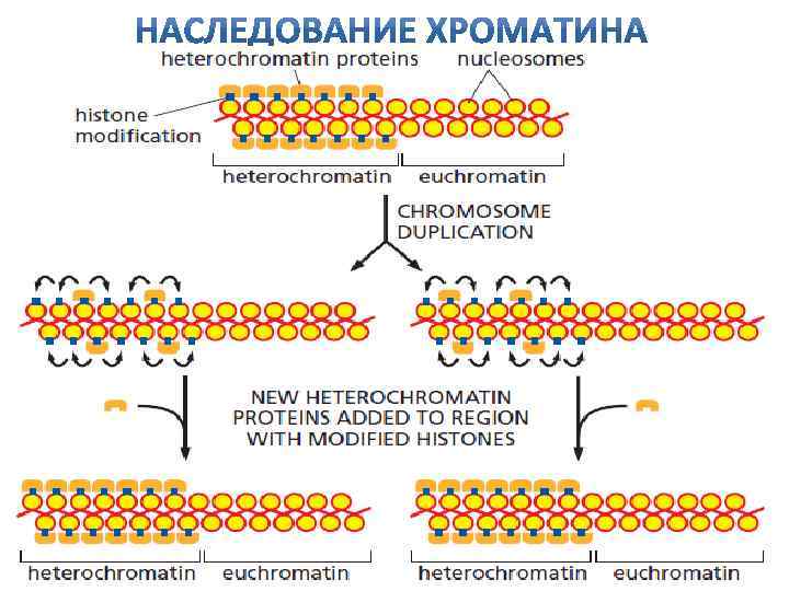 Эухроматин и гетерохроматин это