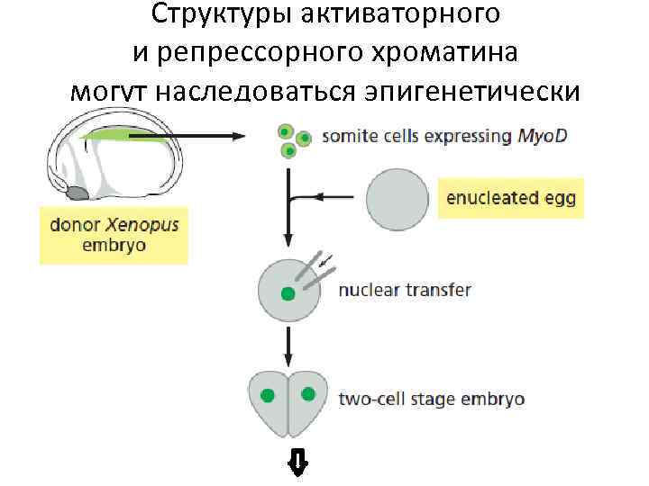 Структуры активаторного и репрессорного хроматина могут наследоваться эпигенетически 