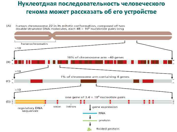 Нуклеотдная последовательность человеческого генома может рассказать об его устройстве 