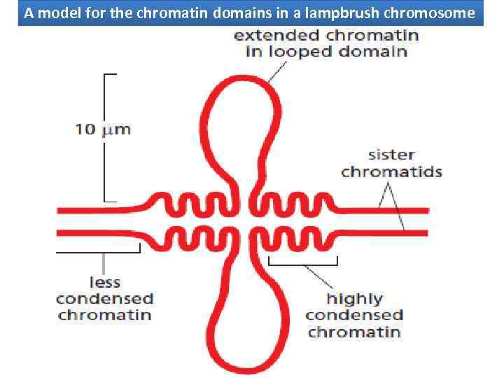 A model for the chromatin domains in a lampbrush chromosome 