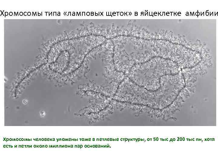 Хромосомы типа «ламповых щеток» в яйцеклетке амфибии Хромосомы человека уложены тоже в петлевые структуры,